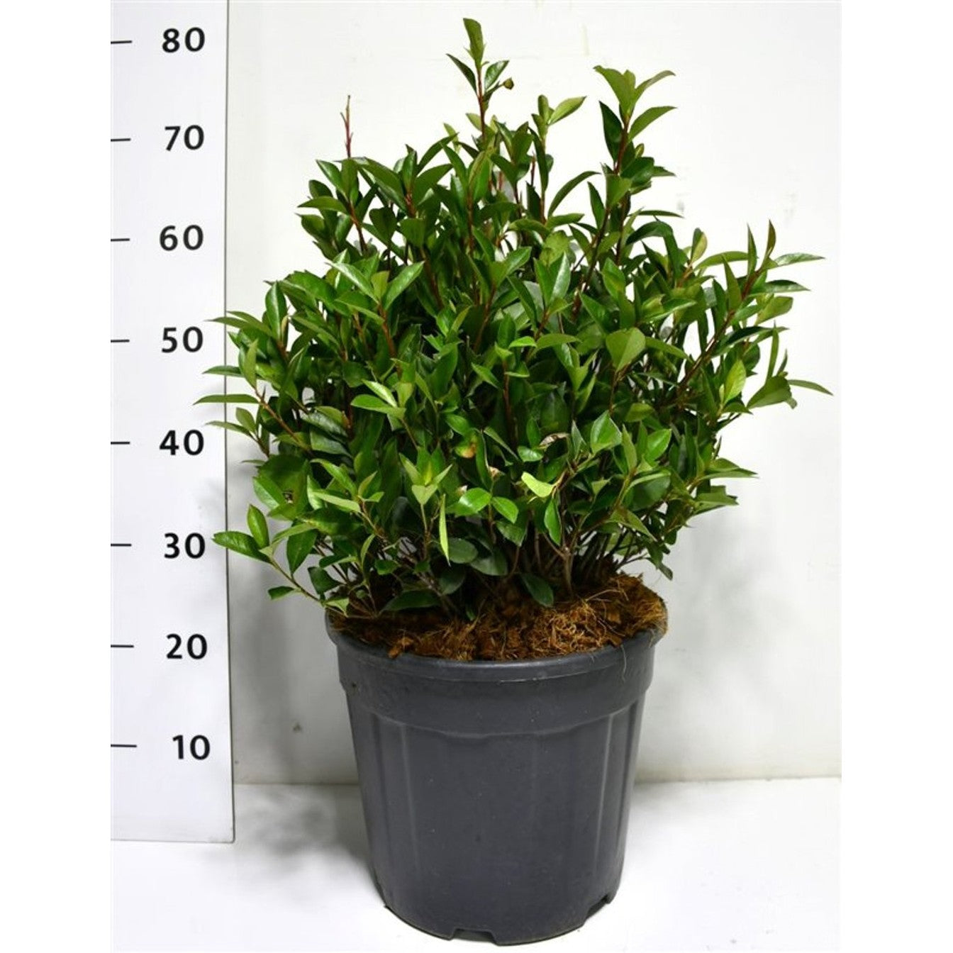 Glansmispel – Photinia fraseri 'Carré Rouge' - C15 40-50 cm. Bol